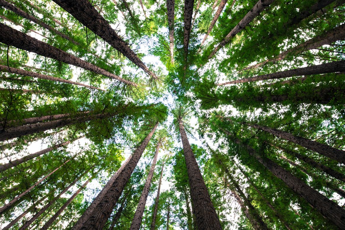 Image of trees growing